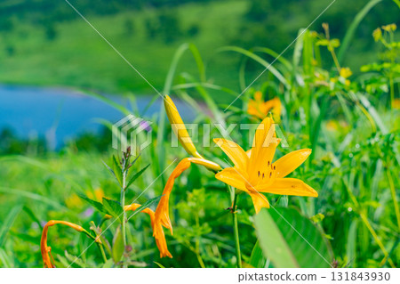 [Gunma Prefecture] Lake Nozori: Nozorikisuge on the lakeside 131843930
