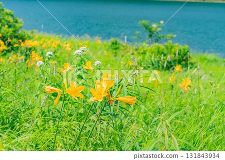 【群馬縣】野反湖：湖畔的野反菅 131843934