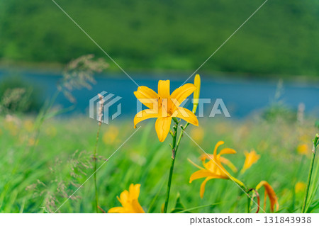 [Gunma Prefecture] Lake Nozori: Nozorikisuge on the lakeside 131843938