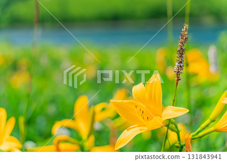 [Gunma Prefecture] Lake Nozori: Nozorikisuge on the lakeside 131843941