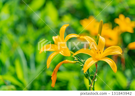 【群馬縣】野反湖:湖畔的野反菅 【群馬縣】野反湖:湖畔的野反菅 131843942