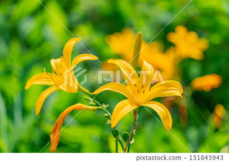 [Gunma Prefecture] Lake Nozori: Nozorikisuge on the lakeside 131843943