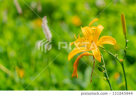 【群馬縣】野反湖：湖畔的野反菅 131843944