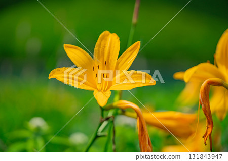 【群馬縣】野反湖：湖畔的野反菅 131843947