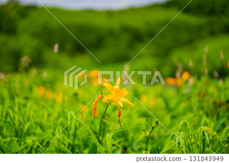 [Gunma Prefecture] Lake Nozori: Nozorikisuge on the lakeside 131843949