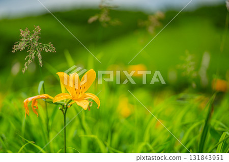 【群馬縣】野反湖：湖畔的野反菅 131843951