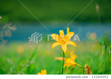 【群馬縣】野反湖：湖畔的野反菅 131843952