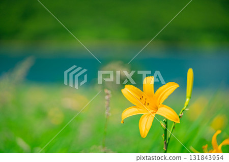 [Gunma Prefecture] Lake Nozori: Nozorikisuge on the lakeside 131843954