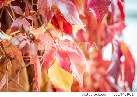 Red, Orange and Yellow leaves, against a garden fence, in a firework of autumn colours, invoking a warm cosy feeling in keeping with the season Red, Orange and Yellow leaves, against a garden fence, in a firework of autumn colours, invoking a warm cosy feeling in keeping with the season 131843961
