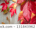 Red, Orange and Yellow leaves, against a garden fence, in a firework of autumn colours, invoking a warm cosy feeling in keeping with the season 131843962