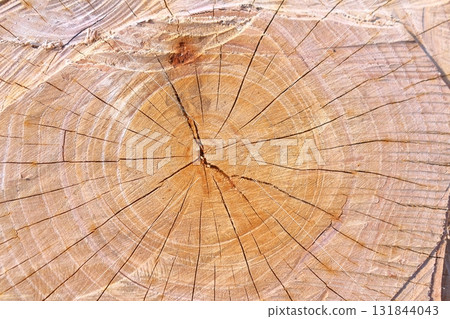 Wood grain art from felled trees Wood grain art from felled trees 131844043