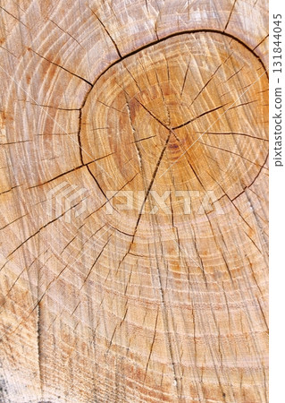 Wood grain art from felled trees 131844045