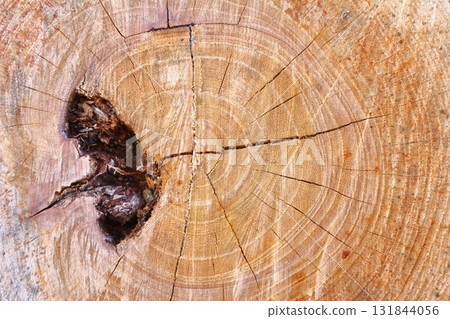 Wood grain art from felled trees 131844056