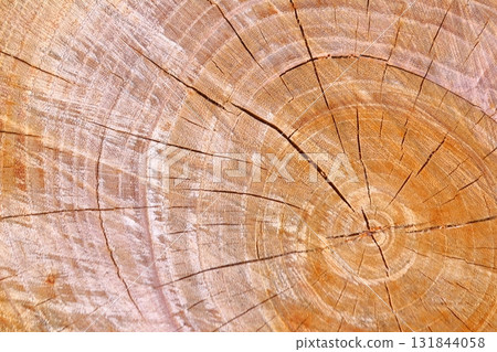 Wood grain art from felled trees 131844058