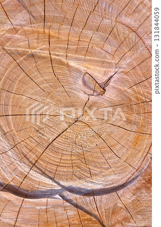 Wood grain art from felled trees 131844059