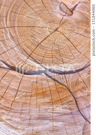 Wood grain art from felled trees 131844060