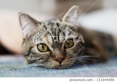 A cat thinking about something 131844090