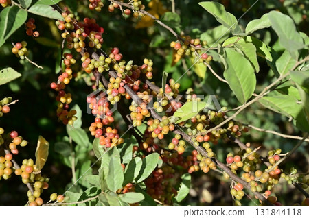 Eleutheria japonica(刺五加科,刺五加屬)落葉灌木 Eleutheria japonica(刺五加科,刺五加屬)落葉灌木 131844118