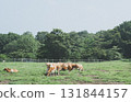 Cows eating grass in the meadow 131844157