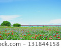 Poppies blooming in a riverbed 131844158