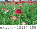 Red Poppy 131844159