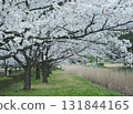 People walking under the cherry blossom trees in full bloom 131844165