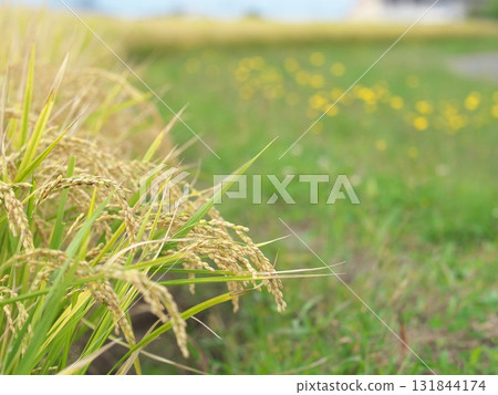 Rice plants ripe next to a bank of yellow flowers Rice plants ripe next to a bank of yellow flowers 131844174