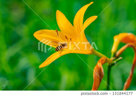 [Gunma Prefecture] Lake Nozori: A bee sucking nectar from a day lily (Hemerocallis nigricans). 131844177