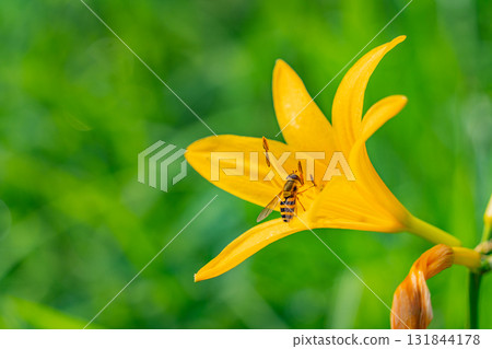 [Gunma Prefecture] Lake Nozori: A bee sucking nectar from a day lily (Hemerocallis nigricans). 131844178