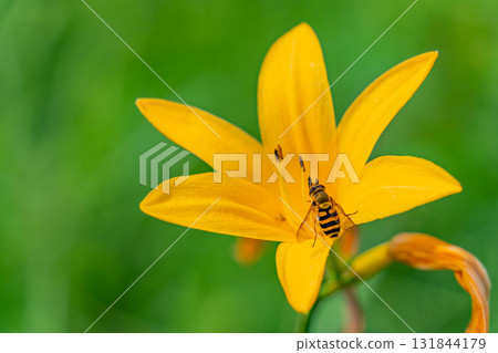 [Gunma Prefecture] Lake Nozori: A bee sucking nectar from a day lily (Hemerocallis nigricans). 131844179