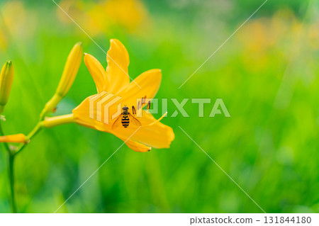 [Gunma Prefecture] Lake Nozori: A bee sucking nectar from a day lily (Hemerocallis nigricans). 131844180
