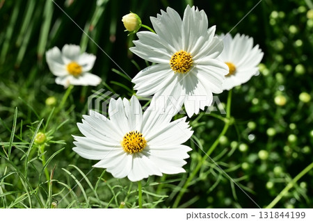 White Cosmos (Asteraceae) White Cosmos (Asteraceae) 131844199