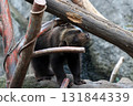 Cute brown bear cub 131844339