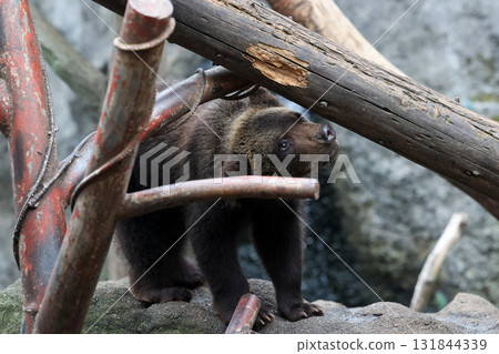 Cute brown bear cub Cute brown bear cub 131844339