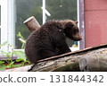 Cute brown bear cub 131844342