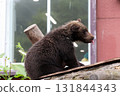 Cute brown bear cub 131844343