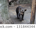 Cute brown bear cub 131844344