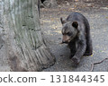 Cute brown bear cub 131844345