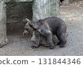 Cute brown bear cub 131844346