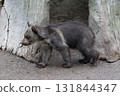 Cute brown bear cub 131844347