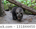 Brown bear child 131844450