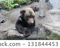 Brown bear child 131844453