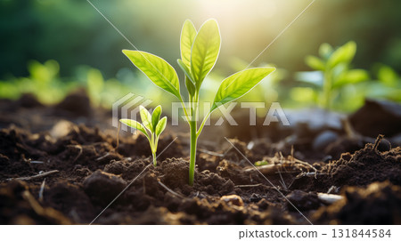 Plants growing from the soil in the forest with a blurred background. Young plant growing in sunlight. 131844584