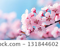Cherry blossom in full bloom. Cherry flowers in branch. Focus on center flower cluster. 131844602