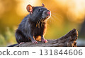 rat cautiously peeking out of the grass 131844606