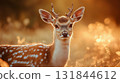 Deer in forest.  Wild red deer in nature at sunset 131844612