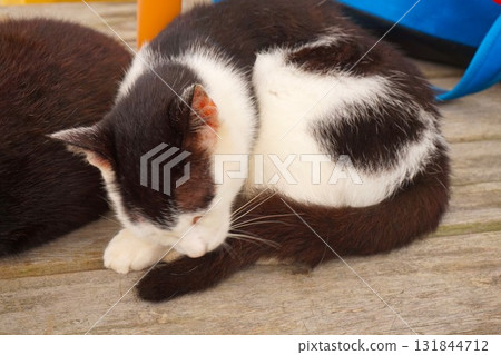 Tashiro Island, Cat Island, Island Station, Cat Tashiro Island, Cat Island, Island Station, Cat 131844712