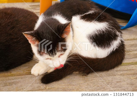 Tashiro Island, Cat Island, Island Station, Cat Tashiro Island, Cat Island, Island Station, Cat 131844713