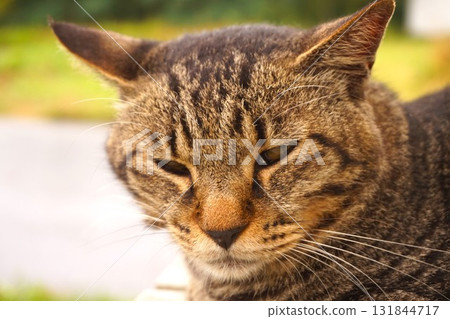 田代島、貓島、島站、貓 131844717