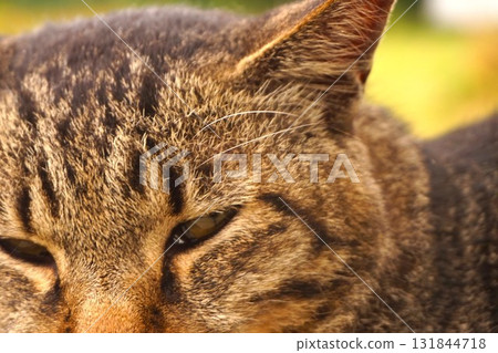 田代島、貓島、島站、貓 田代島、貓島、島站、貓 131844718